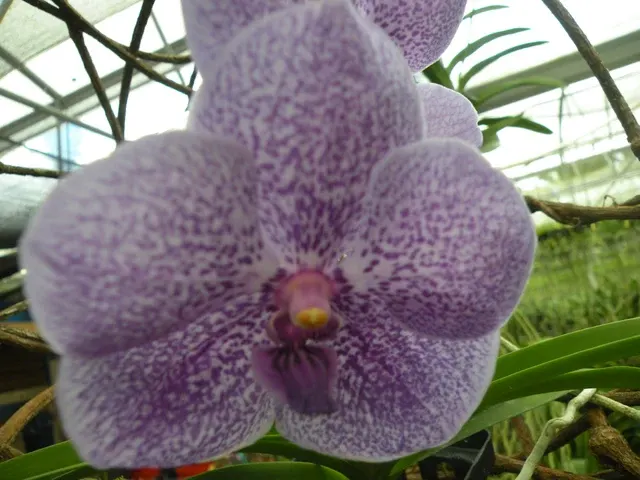 Vanda Gordon Dillon x Kasem's Delight