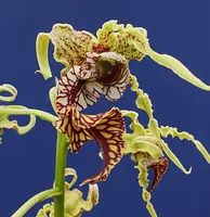 Dendrobium Spectabile