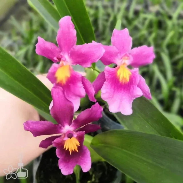 Rossioglossum williamsianum