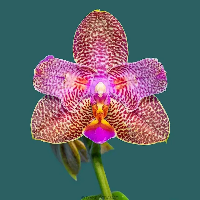 Phalaenopsis Joy Fairy Tale