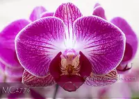 Phal Norman's Mini Stripes 'FANGtastic Note : Teacup Size plant ' (Chih Shang's Stripes x Sogo Vivien)