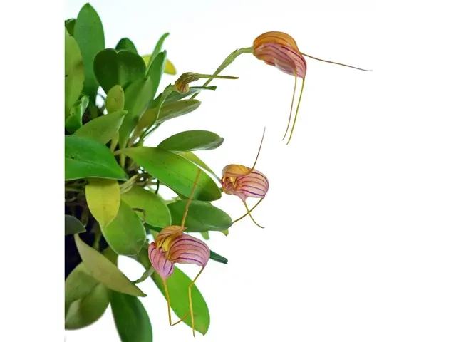 Masdevallia Peppermint Rock (Masdevallia)