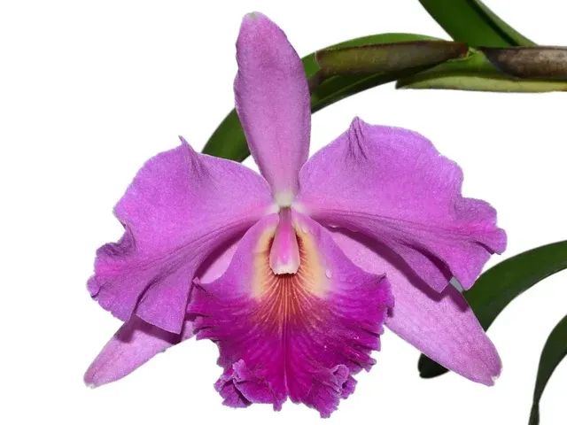 Rhyncholaeliocattleya Carmelita De Arosemena (Rhyncholaeliocattleya)