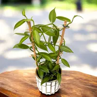 Vanilla planifolia 'Variegata' - Orhideea de vanilie - exemplare XL