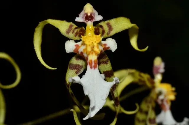 Miltonia phymatochila