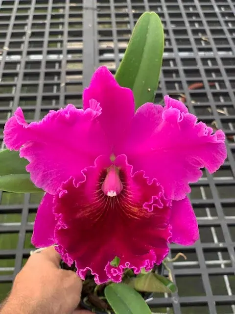 Rhyncholaelia Rebecca Beusse Holman