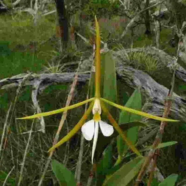 Epidendrum nocturum sp