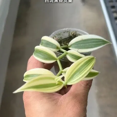 Vanilla planifolia 'Albo Variegata' (Vanilla)