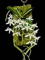 Mystacidium Neil McCormick