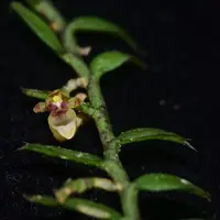 Gastrochilus kadooriei