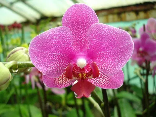 Phalaenopsis HOT SPOT
