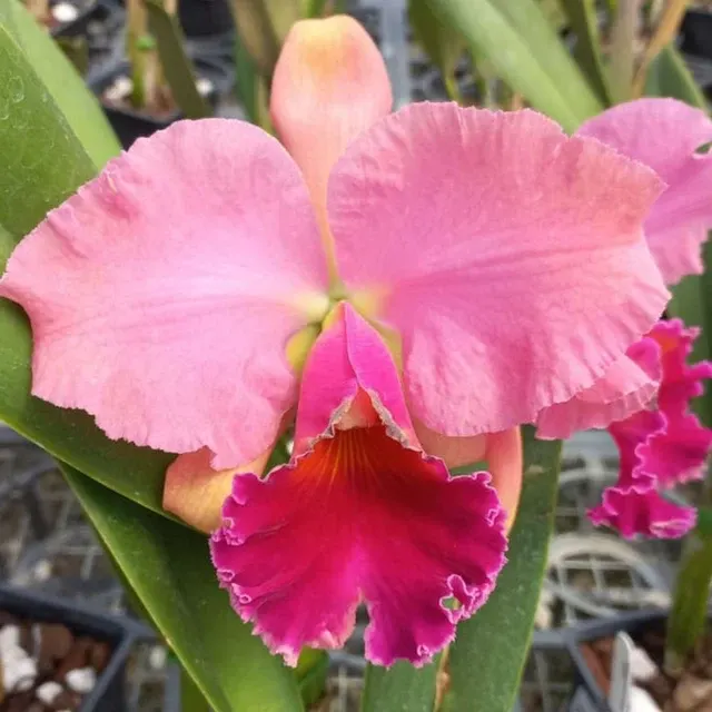 Rhyncholaeliocattleya Caesar's Head 'Carolina Autumn' (Rhyncholaeliocattleya)