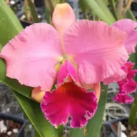 Rhyncholaeliocattleya Caesar's Head 'carolina Autumn'