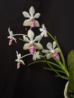 Holcoglossum rupestre x Vanda lamellata var boxallii