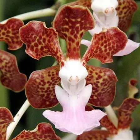 Vanda insignis x sib (Vanda)