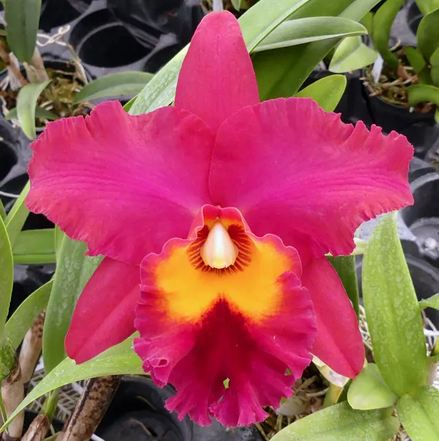 Potinara Theresa Hill 'Krull-Smith' (Potinara)
