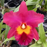 Pot. Theresa Hill 'Krull-Smith' AM/AOS