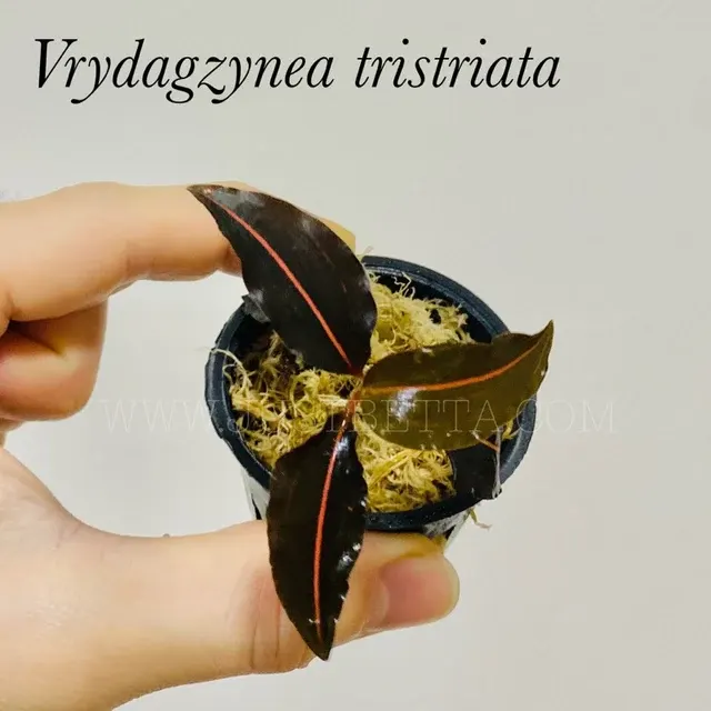 Vrydagzynea tristriata