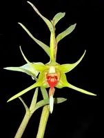 Dendrobium tobaense