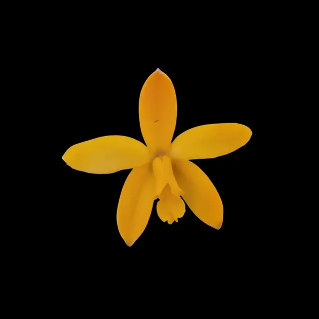 Laelia cruziana
