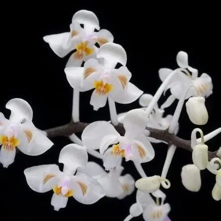 Phalaenopsis celebensis × sib