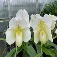 Paph. White Lady