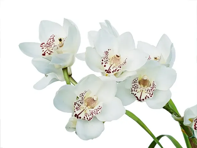 Cymbidium Sandro Dream 2 Ec (Cymbidium)