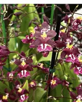 Fragrant Orchid Plant - Compact Oncidium Tariflor Lady Chocolate - Easy Care, Sweet Chocolate Scent