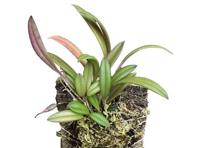Andinia xenion (Andinia)