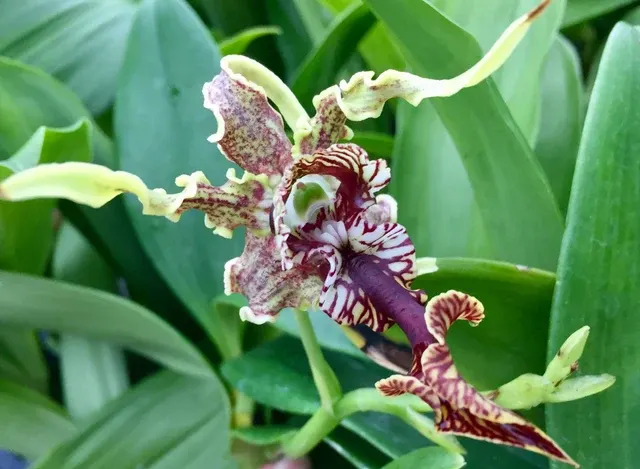 Dendrobium spectabile