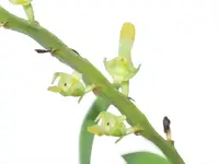 Bulbophyllum falcatum alba