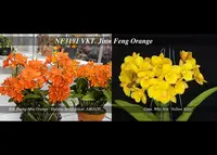 Volkertara Jinn Feng Orange 'Golden Plum , GM/21 World Orchid Conference' (Young-Ming Orange x Why Not )