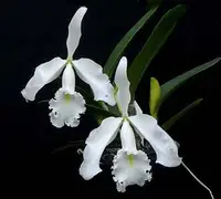 Cattleya maxima var. alba