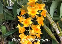 Den. griffithianum (DGF) ( - - griffithianum )