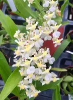 Oncidium Twinkle 'Fragrance Fantasy' SQ/JOGA — BS-3.5 in pot / Nonblooming