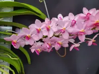 Vandachostylis Kouishiro Ikai