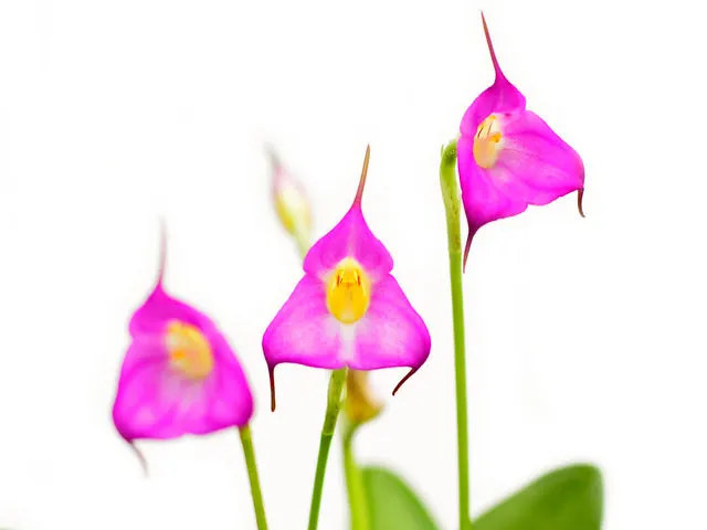 Masdevallia uniflora (Masdevallia)