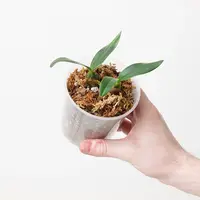 Bulbophyllum falcatum 'Dark Form'