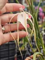 Brassavola Yaki (4″ Pot)