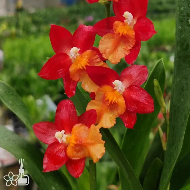 Oncidium Romance 'Oro Rojo'