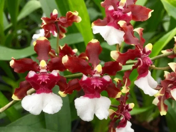 Oncidium Aka Baby ‘Raspberry Chocolate’ — BS-4" / Bud/spike