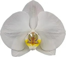 Phalaenopsis Silver Light
