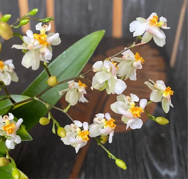 Oncidium Twinkle D6 'White Shower'