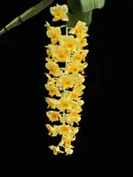 Dendrobium guibertii