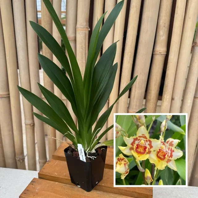 Odontocidium Parquet - Not Blooming 'Uptown Girl' (Odontocidium)