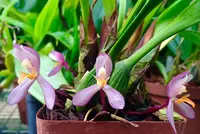 Maxillaria richii