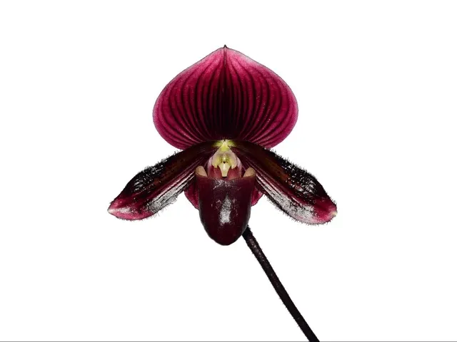 Paphiopedilum Black Bird (Paphiopedilum)