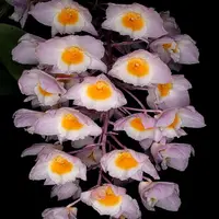 Dendrobium amabile Large Flower Type sp.