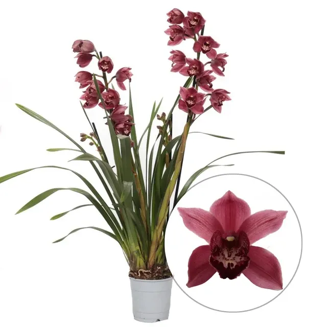 Cymbidium Red Valentine