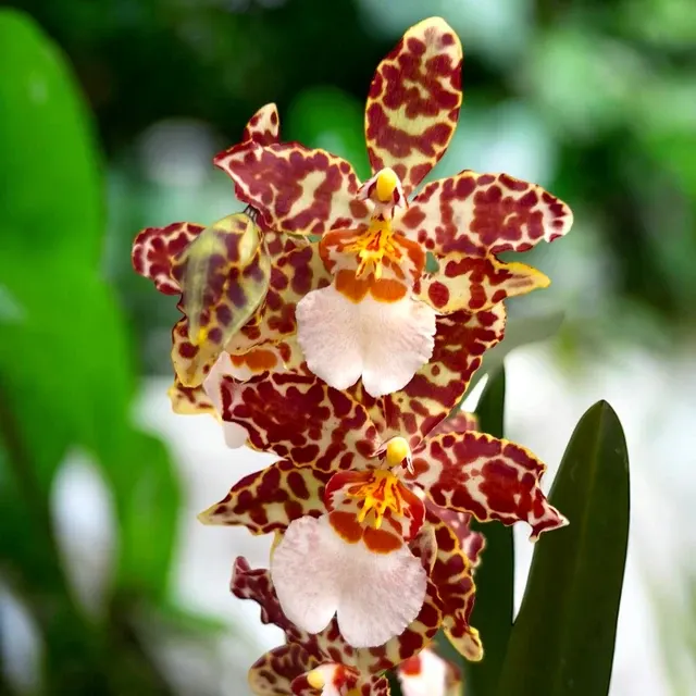 Oncostele Eye Candy 'Penny Candy'